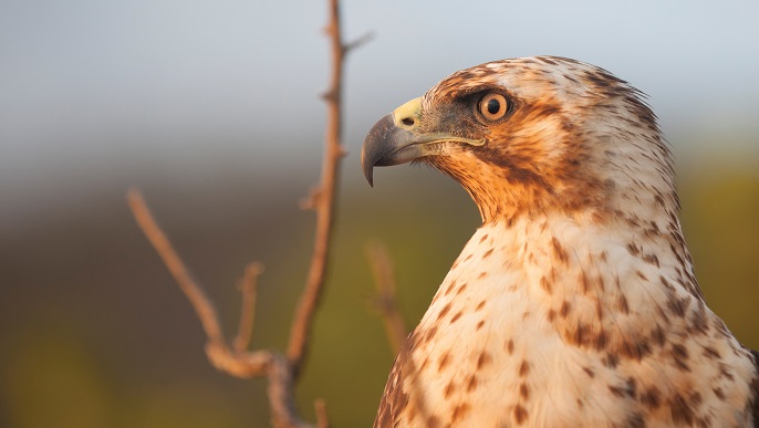 ガラパゴスノスリ／Galápagos Hawk