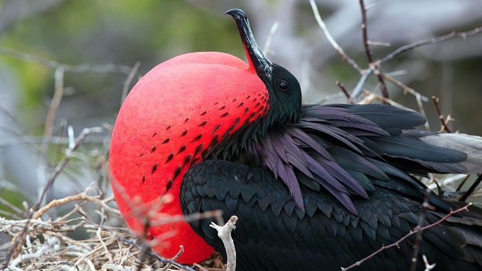 グンカンドリ／Frigate Bird